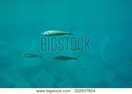 Beautiful Quiet Calm Undersea World With Fish Living In The Atlantic Ocean
