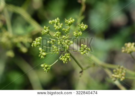 Greater Burnet Saxifrage Seed Posd - Latin Name - Pimpinella Major