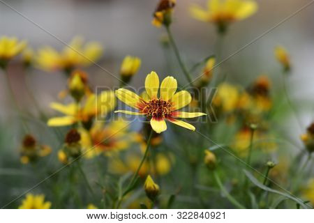 Tickseed Bengal Tiger Flower - Latin Name - Coreopsis Verticillata Bengal Tiger