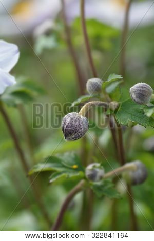Japanese Anemone Elfin Swan Flower Bud - Latin Name - Anemone Japonica Elfin Swan