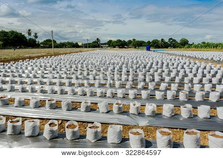 Row Fo Coconut Coir In Nursery White Bag For Farm With Fertigation , Irrigation System To Be Used Fo