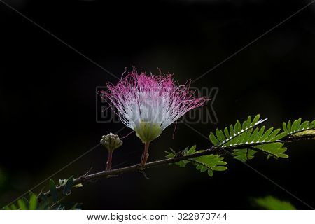 Silktree Known As Mimosa, Persian Acacia, Persian Silk Tree, Pink Silk Tree, Lenkoran Acacia And Bas