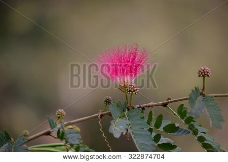 Silktree (albizia Julibrissin). Known As Mimosa, Persian Acacia, Persian Silk Tree, Pink Silk Tree, 