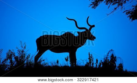 Kudu Bull Dark Silhouette At At Night. African Antelope With Typical Twisted Horns