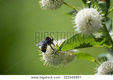 A Fuzzy, Black And Yellow Bumblebee With Its Shiny Wings Reflecting The Sunlight Crawling On A Spike