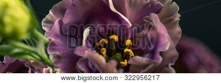 Flower On A Black Background. Rosanne Black Pearl. Close-up.
