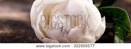 White Beautiful Peony Flower. Nature.duchesse De Nemours.
