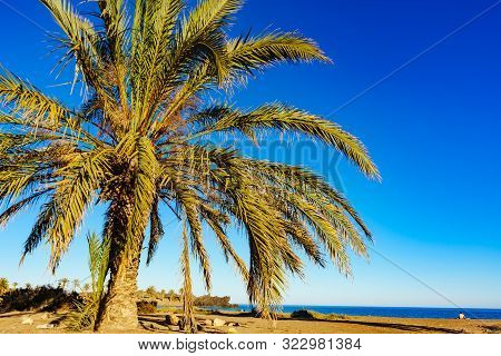 Percheles Beach, Murcia Region Spain. Mazarron Bay. Coastal Landscape With Palm Trees