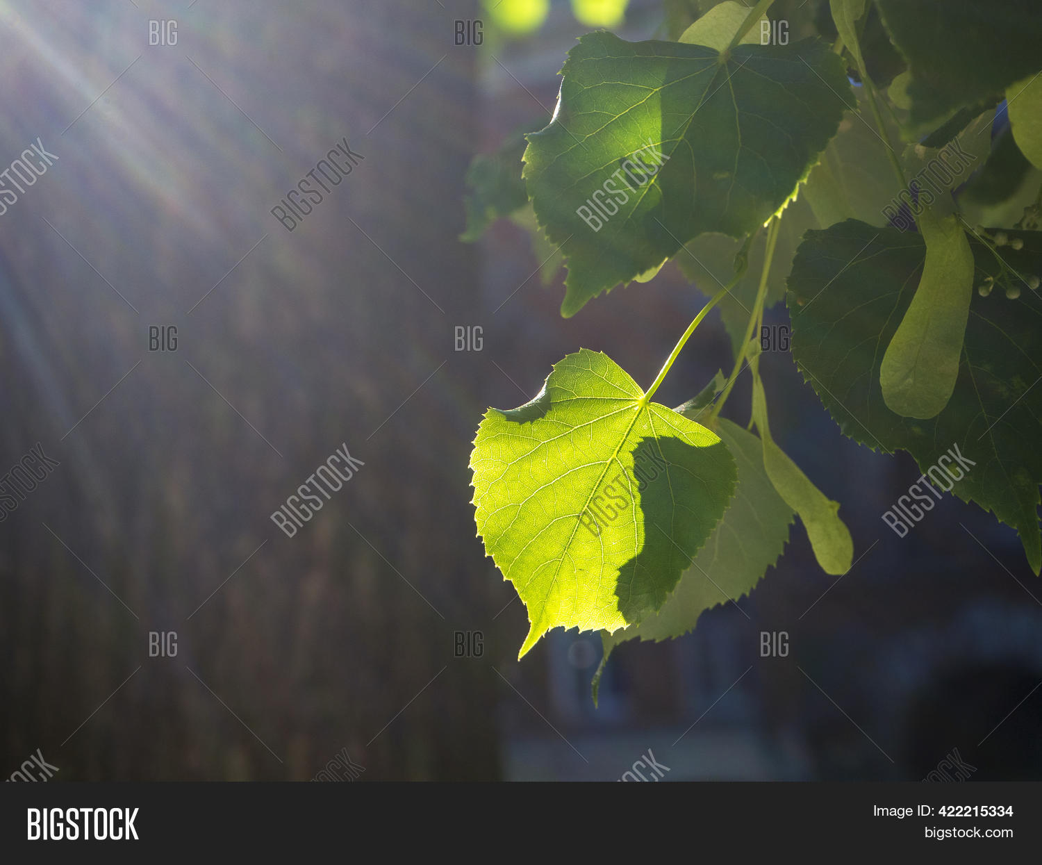 Sun's Rays Fall On Image & Photo (Free Trial) | Bigstock