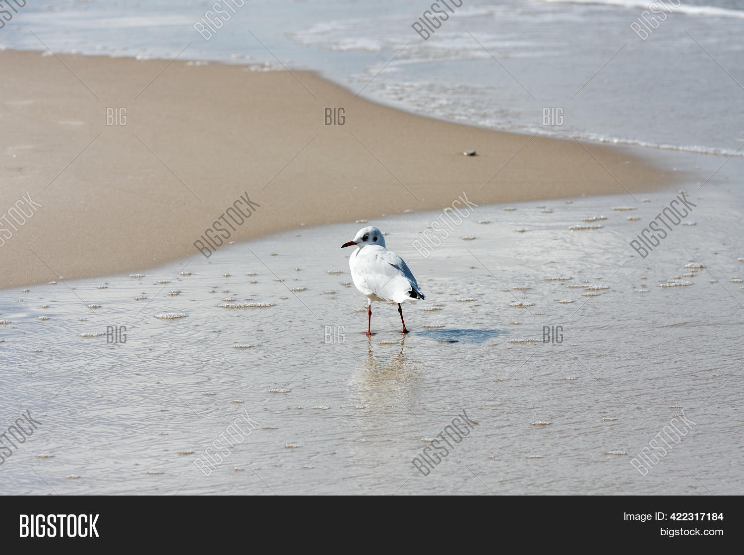 Selective Focus Shot Image & Photo (Free Trial) | Bigstock