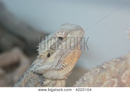 Dragão barbudo