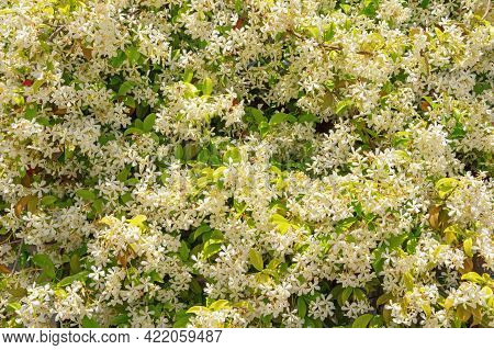 Beautiful Floral Background. Star Jasmine ( Trachelospermum Jasminoides ) In Bloom. Liana With Green
