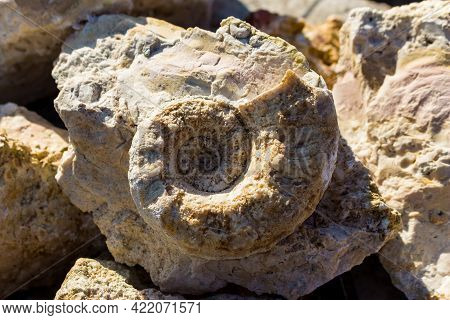 The Shell Of The Fossil Nautiloidea Is The Lower Section Of The Carboniferous Period. Search For Fos