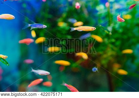 Danio Small, Fast Fish With Unusual Colors.