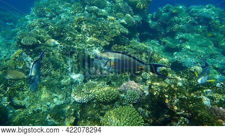 Sohal Surgeonfish Or Sohal Tang Or Arabian Surgeonfish (acanthurus Sohal) Undersea, Red Sea, Egypt, 