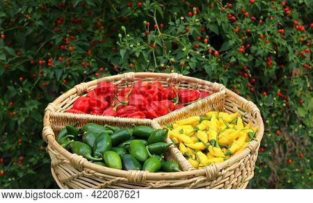Habanero Peppers, Jalapeno Peppers And Aji Limon Peppers In Basket With Chiltepin Pepper Plant In Ba