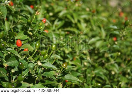 Texas Native Pepper Chiltepin Pepper Capsicum Annuum Var. Glabriusculum