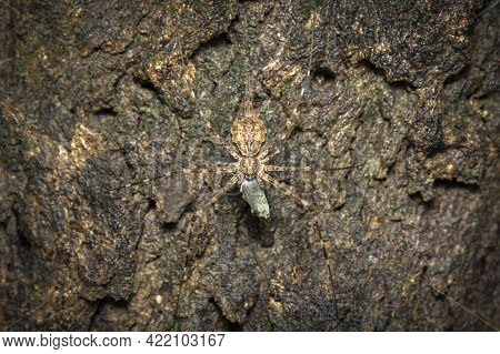Image Of Two-tailed Spider(hersilia Sp.) Eat The Bait On Tree. Insect. Animal