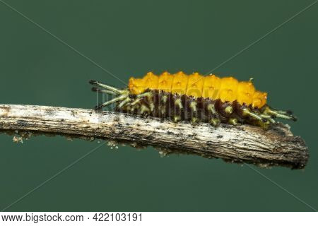 Image Of An Amber Caterpillar On Brown Branch. Insect. Animal.