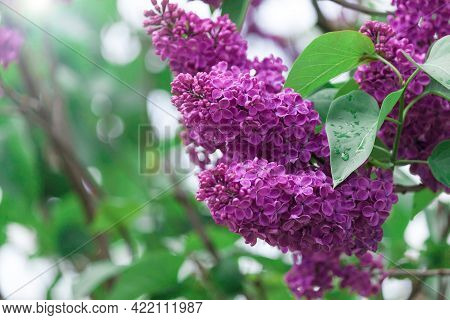 Lilac Purple Branch Flower Bloom, Spring, Summer Background