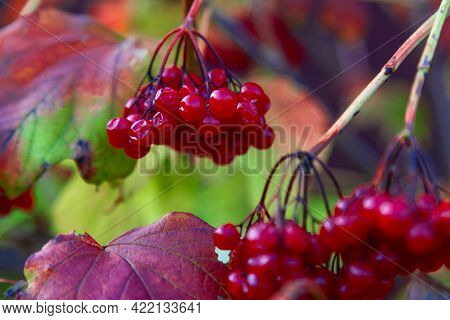 A Bunch Of Ripe Viburnum Berries Hanging On A Bush.