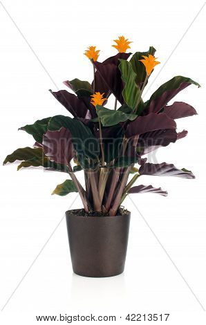 ดอกไม้เปลวไฟนิรันดร์ (calathea Crocata)