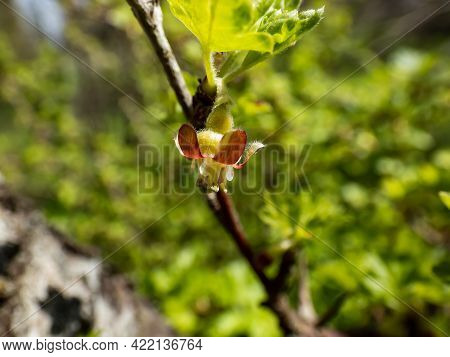 Macro Of Beautiful, Detailed Gooseberry (ribes Uva-crispa) Green And Red Flower Blossoming On Branch