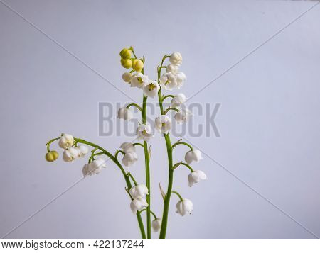 Close-up Macro Shot Of Sweetly Scented, Pendent, Bell-shaped White Flowers Of Lily Of The Valley (co