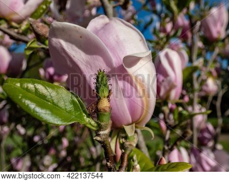 Close Up Shot Of A Green Fruit Of Pale-pink Flowers Of Blooming Hybrid Magnolia (magnolia Stellata X