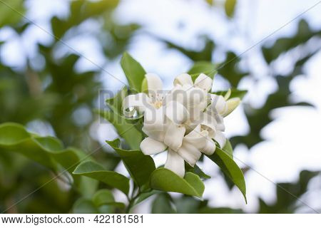 Orange Jessamine, Andaman Satinwood, Chanese Box Tree Or Cosmetic Bark Tree Flower Bloom On Tree In 