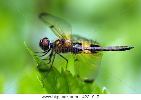 Rhyothemis Phyllis Dragonfly