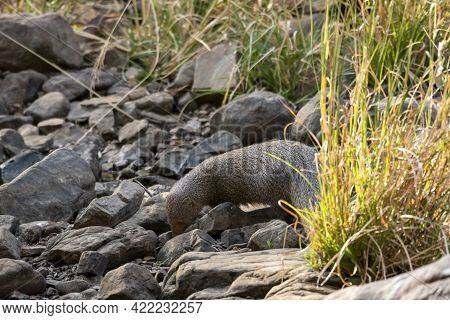Indian Grey Mongoose Or Herpestes Edwardsii At Ranthambore National Park Or Tiger Reserve Rajasthan 