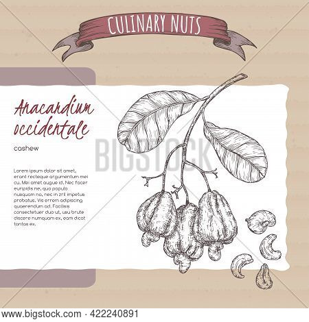 Anacardium Occidentale Aka Cashew Branch And Nuts Sketch On Cardboard Background. Culinary Nuts Seri