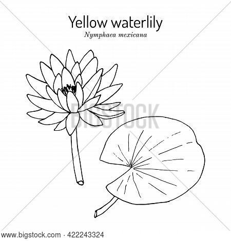Yellow, Or Mexican Waterlily Nymphaea Mexicana , Aquatic Plant. Botanical Hand Drawn Vector Illustra