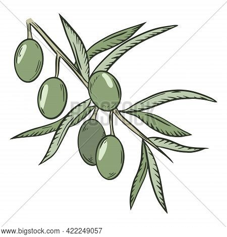 Branch With Green Olives, Vector. The Collected Fruits Of The Olive Tree. Oilseeds. Hand Drawing.