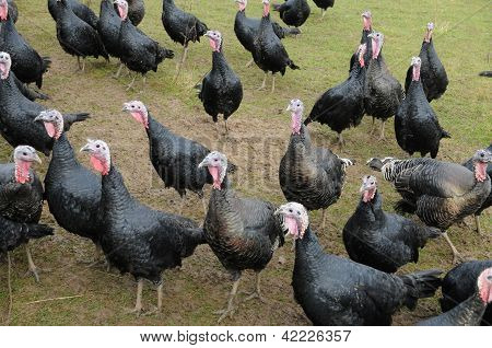 V Brueil En Vexin chovu drůbeže