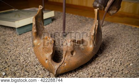 Fossil. Archeology. Mammoth Jaw Close Up. Ancient Old Mammoth Tooth.