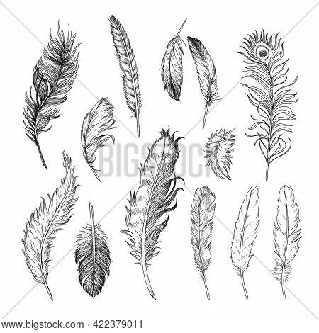 Different Feathers Of Birds Engraved Illustrations Set. Hand Drawn Vintage Ink Sketch Of Bird Quills