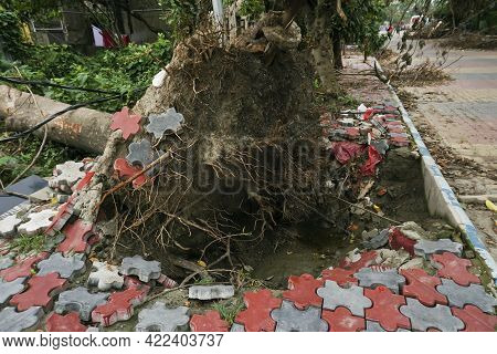 Super Cyclone Amphan Uprooted Tree And The Force Raised The Pavement. Tree Fell And Blocked Pavement