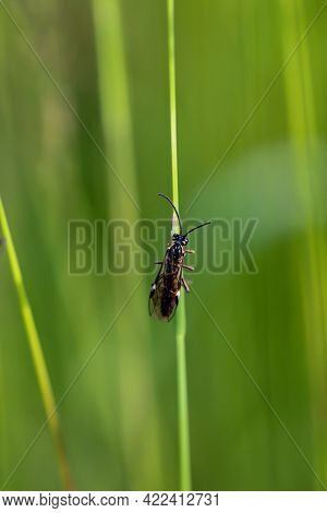 A Close-up Of A Fly Or Fly-like Insect.