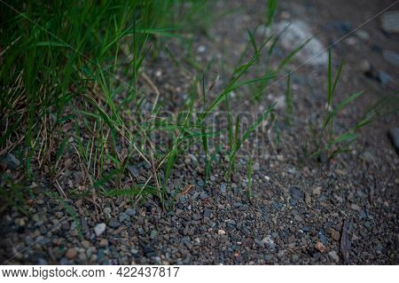 Pebbles And Colored Pebbles In Close-up. Texture Of Mixed Different Sizes Stones On The Shore Of The