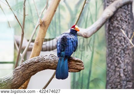 Purple Turaco (lat. Musophaga Violacea) Blue With A Red Head Sits On A Tree Branch. Birds Ornitholog