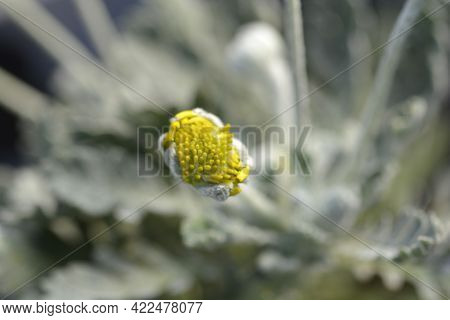 Gray-leaf Eurypos Silver Star Flower Bud - Latin Name - Euryops Pectinatus Silver Star