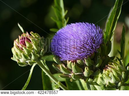 Blooming Purple Artichoke Growing In Garden Blurred Background