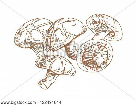 Outlined Asian Shiitake Mushrooms Or Fungi. Vintage Botanical Drawing Of Forest Edible Fungus. Organ