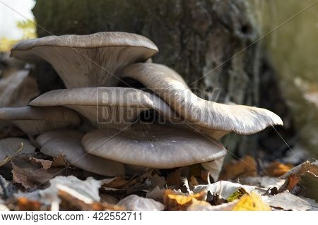 Large Beautiful Mushrooms Pleurotus Ostreatus In The Autumn Forest Near A Tree Among Fallen Leaves