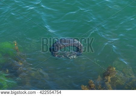 Worn Car Tire Floating In The Sea With Sunlight