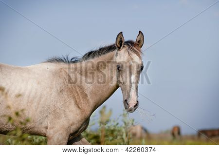 Little dun akhal-teke foal
