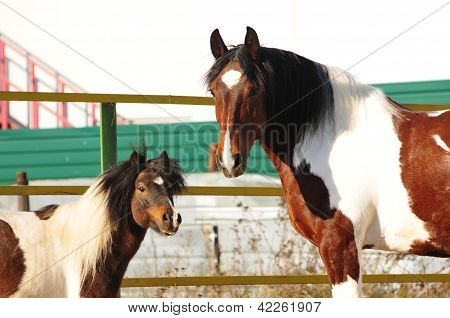 Paint horse with sweet pony portrait looks at camera in paddock
