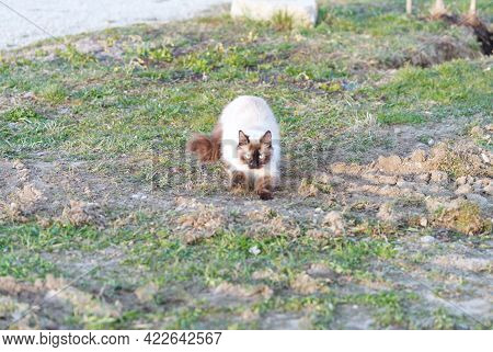 Nice Homeless White And Brown Cat Sitting On Grass In Summer